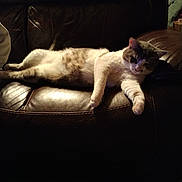 Ashes is registered to the contest to win money with this photo: canidae, carnivore, cat, cloud, comfort, companion_dog, couch, darkness, domestic_short_haired_cat, fawn, felidae, human_leg, paw, sky, small_to_medium_sized_cats, snout, tail, tints_and_shades, whiskers, wood