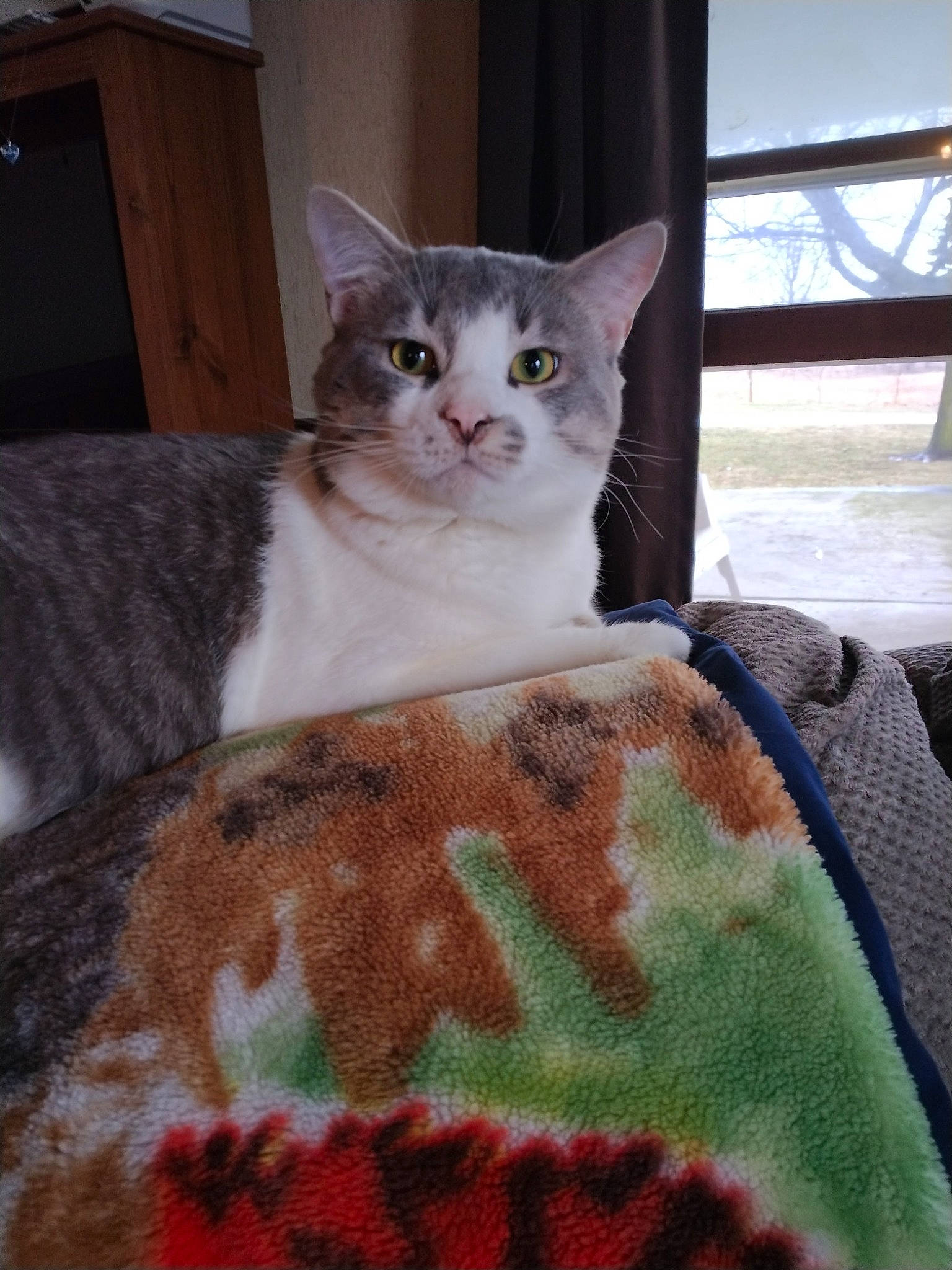 Ashes is registered to the contest to win money with this photo: carnivore, cat, cat_supply, comfort, domestic_short_haired_cat, fawn, felidae, fur, linens, pattern, paw, pet_supply, sitting, small_to_medium_sized_cats, snout, tail, terrestrial_animal, textile, whiskers, window