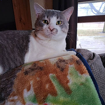 Ashes is registered to the contest to win money with this photo: carnivore, cat, cat_supply, comfort, domestic_short_haired_cat, fawn, felidae, fur, linens, pattern, paw, pet_supply, sitting, small_to_medium_sized_cats, snout, tail, terrestrial_animal, textile, whiskers, window