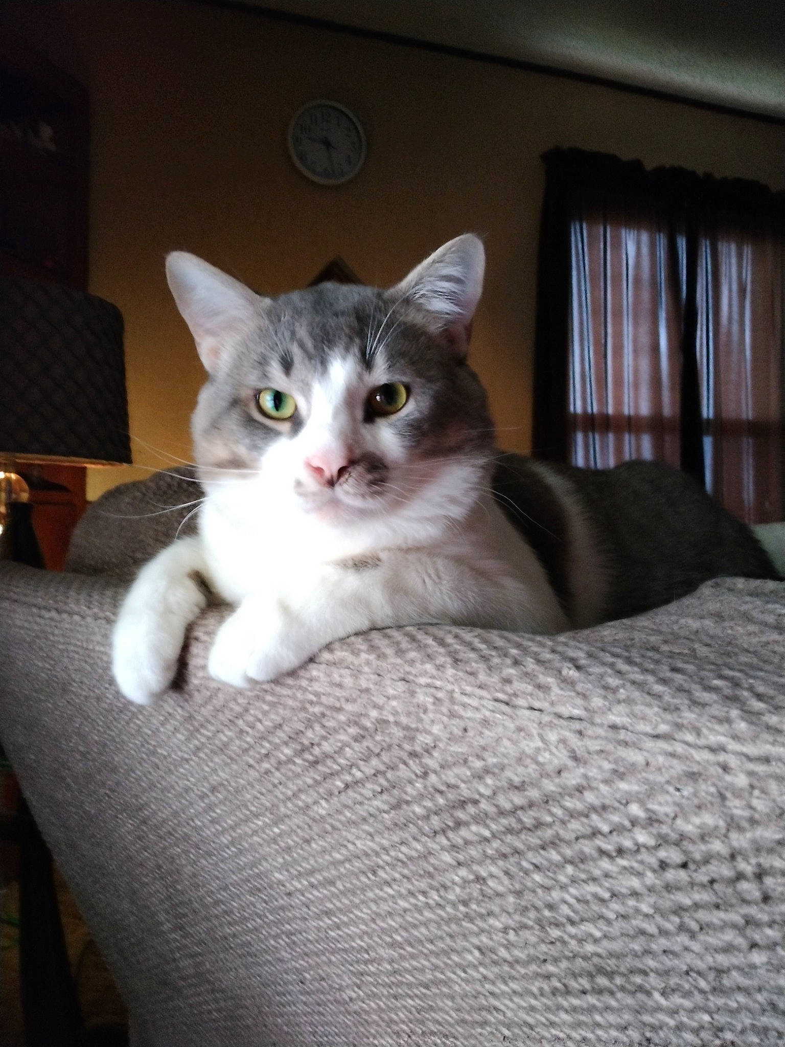 Ashes joined the competition — help win amazing prizes! box, carnivore, cat, cat_supply, comfort, curtain, domestic_short_haired_cat, door, fawn, felidae, fur, grey, hardwood, paw, small_to_medium_sized_cats, snout, tail, whiskers, window, wood