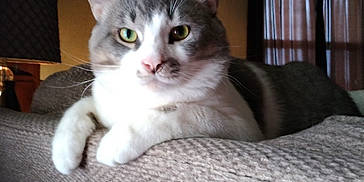 Ashes joined the competition — help win amazing prizes! box, carnivore, cat, cat_supply, comfort, curtain, domestic_short_haired_cat, door, fawn, felidae, fur, grey, hardwood, paw, small_to_medium_sized_cats, snout, tail, whiskers, window, wood