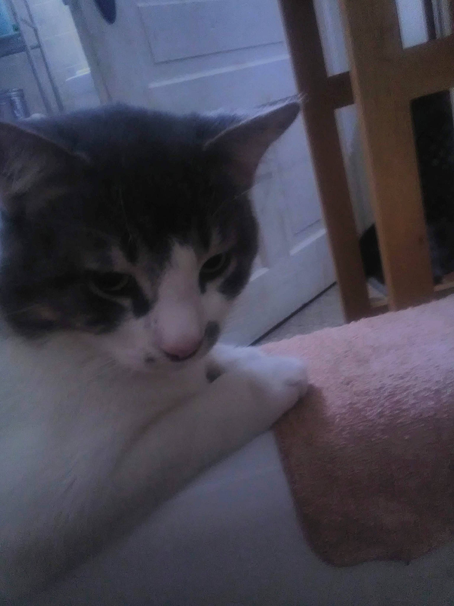 Ashes is registered to the contest to win money with this photo: carnivore, cat, comfort, domestic_short_haired_cat, ear, eye, eyelash, felidae, fur, gesture, human_leg, mammal, nose, paw, small_to_medium_sized_cats, snout, tail, vertebrate, whiskers, window