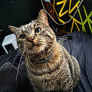 Olive joined the competition — help win amazing prizes! cat, tabby, whiskers, green_eyes, fur, pet, indoor, close_up, portrait, curious, animal, collar, soft, striped, feline, cozy, blanket, colorful_background, looking_up, domestic_cat