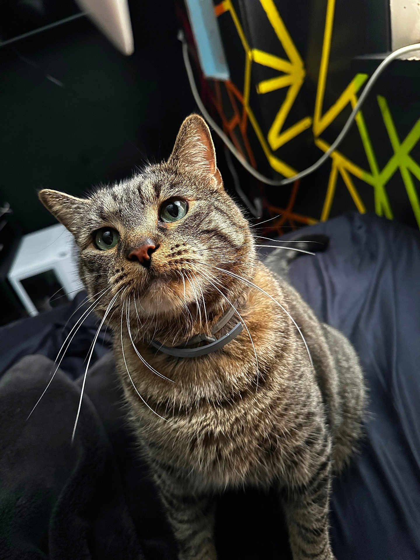 Olive joined the competition — help win amazing prizes! cat, tabby, whiskers, green_eyes, fur, pet, indoor, close_up, portrait, curious, animal, collar, soft, striped, feline, cozy, blanket, colorful_background, looking_up, domestic_cat