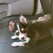 Khaleesi joined the competition — help win amazing prizes! puppy, dog, car_seat, black_and_white, pet, animal, cute, ears, fur, indoor, vehicle, leather_seat, young, small, resting, looking_at_camera, companion, domestic_animal, canine, portrait