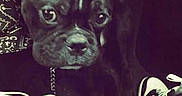 Ice participe au concours pour gagner de l'argent avec cette photo :
