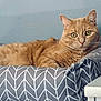 animal, blue_wall, cat, cat_bed, cat_tower, cozy, cushion, domestic_cat, ears, feline, fur, ginger_cat, green_eyes, indoor, looking, pattern, pet, relaxed, resting, whiskers