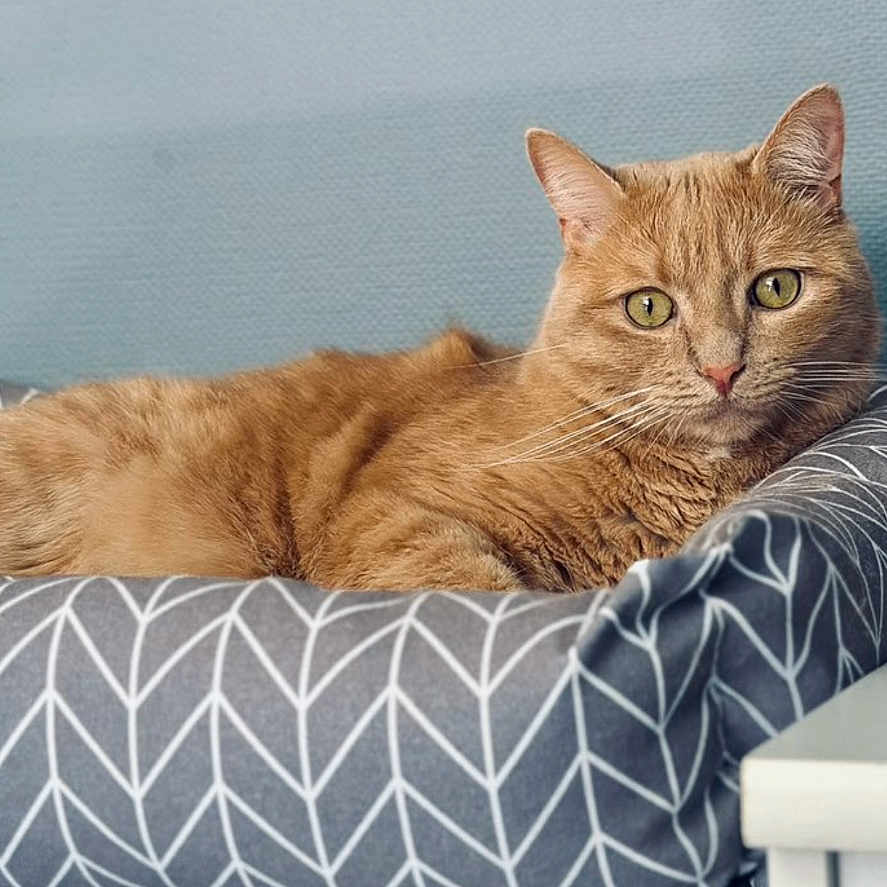 Snow a rejoint le concours — aidez-le/la à gagner de superbes lots ! animal, blue_wall, cat, cat_bed, cat_tower, cozy, cushion, domestic_cat, ears, feline, fur, ginger_cat, green_eyes, indoor, looking, pattern, pet, relaxed, resting, whiskers