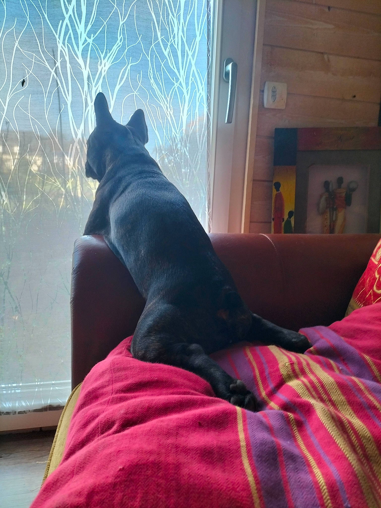 Swann participe au concours pour gagner de l'argent avec cette photo : carnivore, comfort, companion_dog, dog, dog_breed, fawn, felidae, flooring, foot, grey, human_leg, mammal, sitting, snout, sporting_group, tail, tints_and_shades, whiskers, window, wood