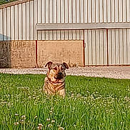 Kira a rejoint le concours — aidez-le/la à gagner de superbes lots ! animal, background, building, calm, canine, collar, daytime, dog, field, flowers, grass, greenery, metal_structure, nature, outdoor, pets, plant, rural, sky, sunlight