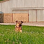 animal, background, building, calm, canine, collar, daytime, dog, field, flowers, grass, greenery, metal_structure, nature, outdoor, pets, plant, rural, sky, sunlight