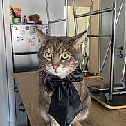 Marley joined the competition — help win amazing prizes! animal, black_bow, bow_tie, cat, countertop, cute, domestic, fur, furniture, green_eyes, indoor, kitchen, metal_chair, pet, portrait, sitting, stacked_chairs, tabby, table, whiskers