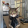 animal, black_bow, bow_tie, cat, countertop, cute, domestic, fur, furniture, green_eyes, indoor, kitchen, metal_chair, pet, portrait, sitting, stacked_chairs, tabby, table, whiskers