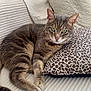 Marley a rejoint le concours — aidez-le/la à gagner de superbes lots ! cat, tabby, green_eyes, couch, pillow, leopard_print, blanket, cushion, indoor, pet, relaxed, feline, striped, fur, whiskers, animal, home, cozy, resting, soft