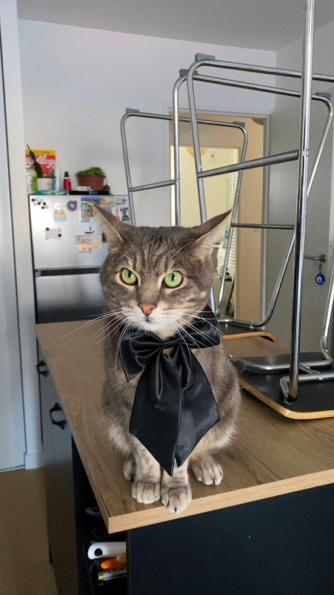 Marley a rejoint le concours — aidez-le/la à gagner de superbes lots ! cat, tabby, green_eyes, black_bow, bow_tie, pet, indoor, kitchen, countertop, furniture, metal_chair, stacked_chairs, domestic, animal, cute, whiskers, fur, portrait, sitting, table