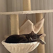 Marley participe au concours pour gagner de l'argent avec cette photo : cat, tabby_cat, sleeping, cat_tree, hammock, indoor, pet, feline, resting, cozy, paw, fur, animal, household, relaxing, soft, comfort, quiet, home, napping