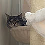 Marley a rejoint le concours — aidez-le/la à gagner de superbes lots ! cat, tabby, sleeping, cozy, indoor, pet, scratching_post, hammock, feline, relaxed, fur, whiskers, animal, cute, resting, domestic, soft, comfortable, nap, peaceful