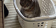Marley a rejoint le concours — aidez-le/la à gagner de superbes lots ! cat, tabby, laundry_basket, indoor, carpet, furniture, table, pet, animal, curious, sitting, alert, domestic, home, floor, patterned, white, grey, striped, cozy