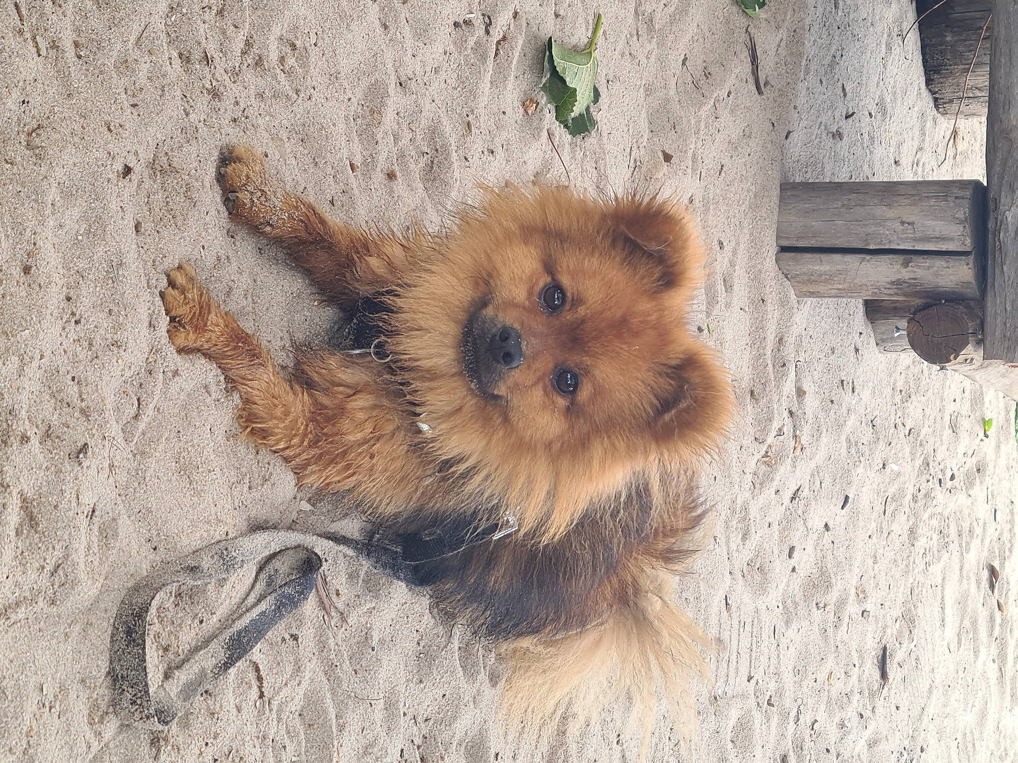 Sky Blue participe au concours pour gagner de l'argent avec cette photo : canidae, carnivore, dog, dog_breed, fawn, fur, snout, soil, terrestrial_animal, whiskers, wildlife, wood