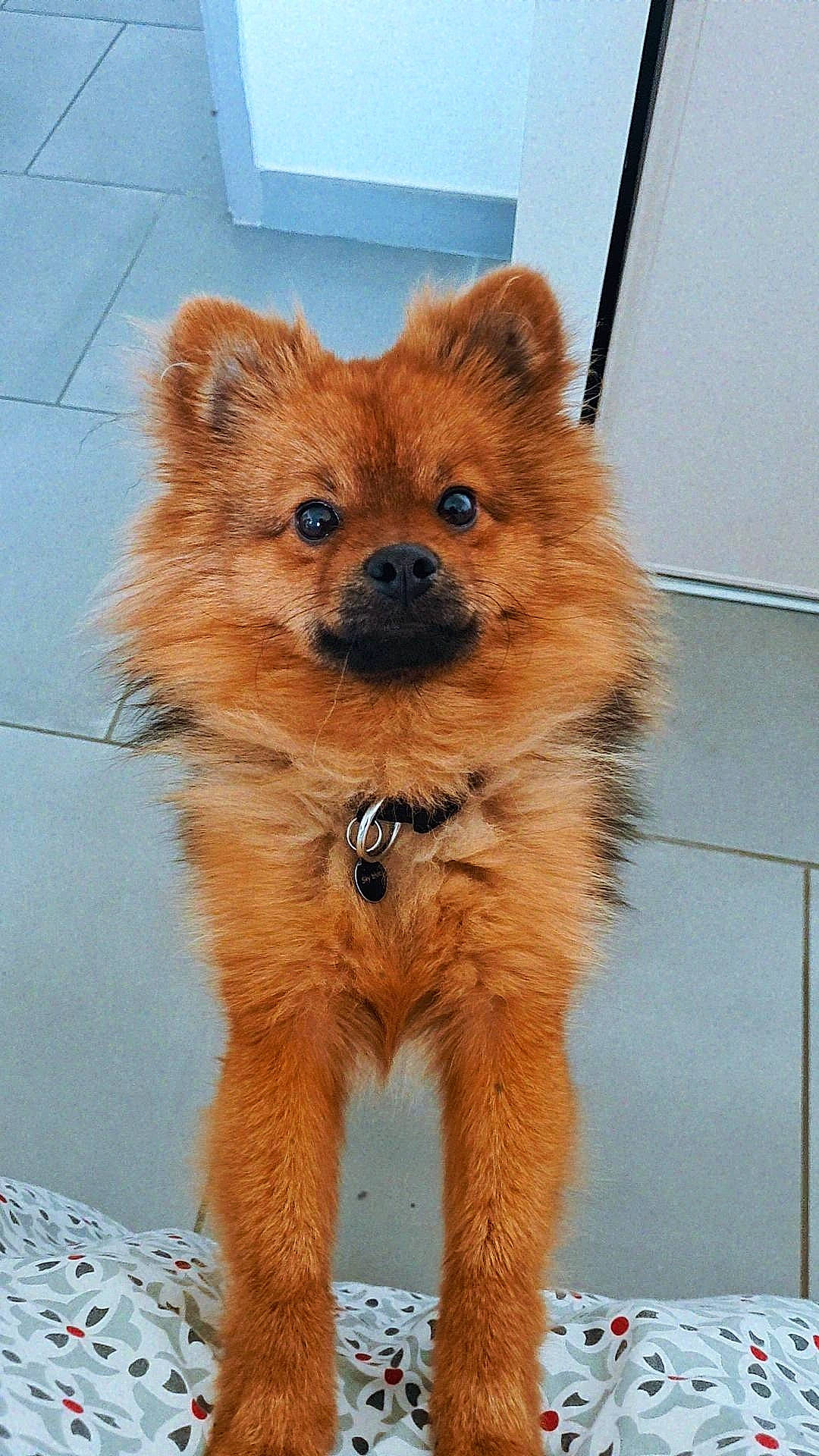 Sky Blue participe au concours pour gagner de l'argent avec cette photo : canidae, carnivore, companion_dog, dog_breed, dog_supply, fawn, fur, non_sporting_group, snout, tail, terrestrial_animal, whiskers