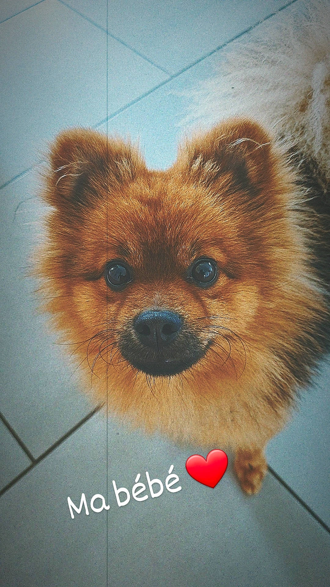 Sky Blue participe au concours pour gagner de l'argent avec cette photo : art, bear, brown_bear, canidae, carnivore, companion_dog, dog, dog_breed, fawn, fur, illustration, liver, photo_caption, red_panda, snout, stuffed_toy, terrestrial_animal, toy, whiskers, wildlife