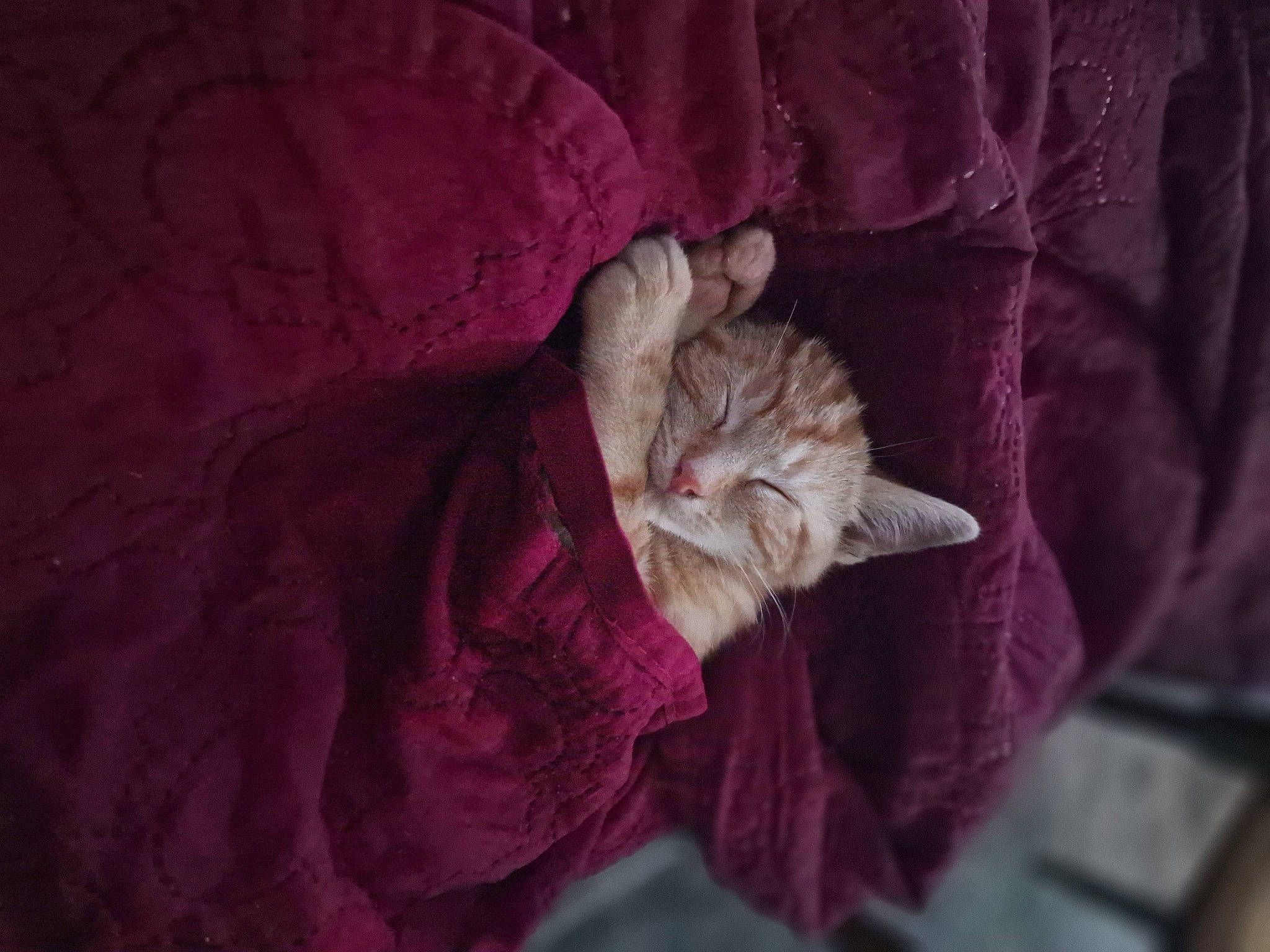 Spike joined the competition — help win amazing prizes! carnivore, cat, comfort, darkness, domestic_short_haired_cat, ear, felidae, fur, grey, linens, magenta, pink, plant, purple, small_to_medium_sized_cats, tail, textile, vertebrate, violet, whiskers