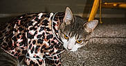 Lucy is registered to the contest to win money with this photo: cat, pet, animal, leopard_print, outfit, costume, clothing, carpet, indoor, home, chair, furniture, portrait, crouching, sitting, ears, whiskers, white_paws, tabby, fashion