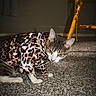 cat, pet, animal, leopard_print, outfit, costume, clothing, carpet, indoor, home, chair, furniture, portrait, crouching, sitting, ears, whiskers, white_paws, tabby, fashion