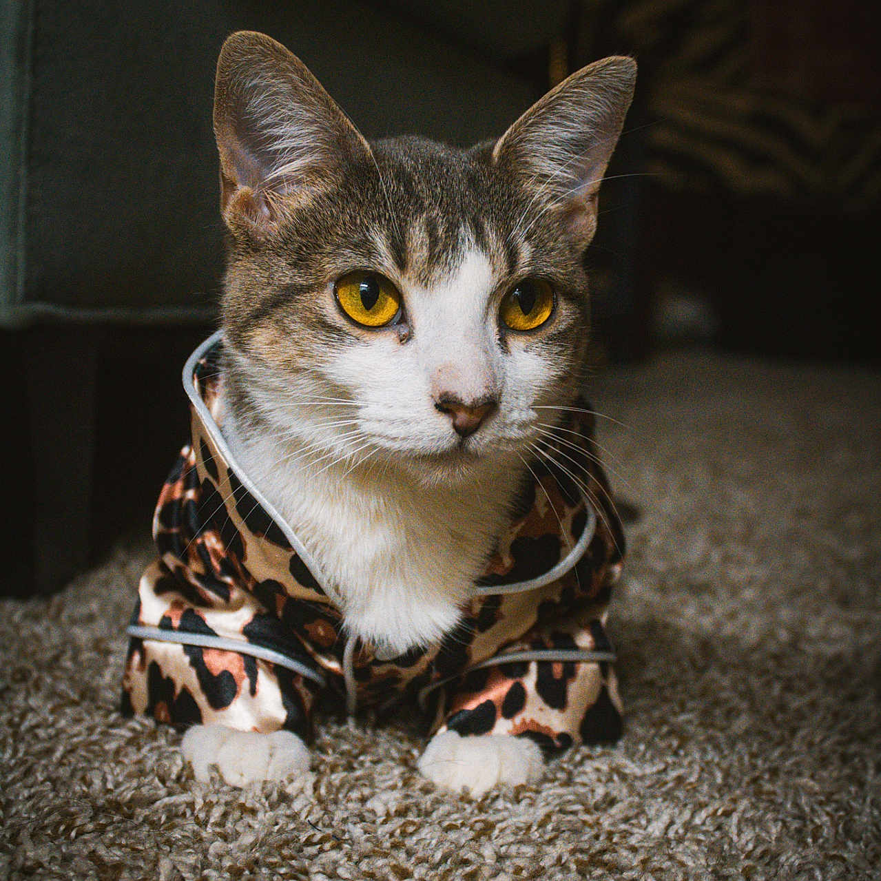 Lucy joined the competition — help win amazing prizes! cat, kitten, pet, animal, portrait, close_up, camouflage, clothing, costume, yellow_eyes, whiskers, ears, white_fur, tabby, sitting, carpet, indoor, home, funny, staring