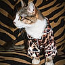 Lucy is registered to the contest to win money with this photo: cat, tabby, white_chest, animal, pet, leopard_print, outfit, clothing, fashion, zebra_pattern, striped_background, portrait, standing, profile, whiskers, ears, yellow_eyes, paws, indoor, funny