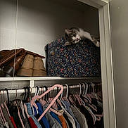 Lucy is registered to the contest to win money with this photo: cat, gray_and_white_cat, pet, animal, closet, wardrobe, clothing, clothes_hangers, storage_box, floral_pattern, handbags, shoes, shelf, indoors, home, fashion, portrait, wide_eyes, lying_down, funny_pose