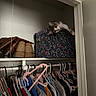 cat, gray_and_white_cat, pet, animal, closet, wardrobe, clothing, clothes_hangers, storage_box, floral_pattern, handbags, shoes, shelf, indoors, home, fashion, portrait, wide_eyes, lying_down, funny_pose