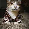 cat, tabby_cat, white_chest, yellow_eyes, whiskers, ears, leopard_print, outfit, costume, clothing, sitting, carpet, indoor, portrait, pet, animal, front_view, serious_expression, soft_lighting, fashionable