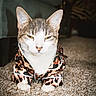 Lucy is registered to the contest to win money with this photo: cat, pet, animal, feline, portrait, close_up, camouflage, clothing, costume, sitting, indoor, carpet, floor, ears, whiskers, white_fur, gray_fur, tabby, yellow_eyes, funny