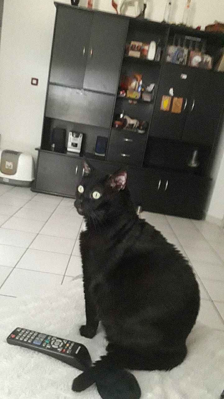 Speddy a rejoint le concours — aidez-le/la à gagner de superbes lots ! black_cat, bombay, cabinetry, carnivore, cat, domestic_short_haired_cat, felidae, floor, flooring, fur, room, small_to_medium_sized_cats, snout, tail, terrestrial_animal, whiskers