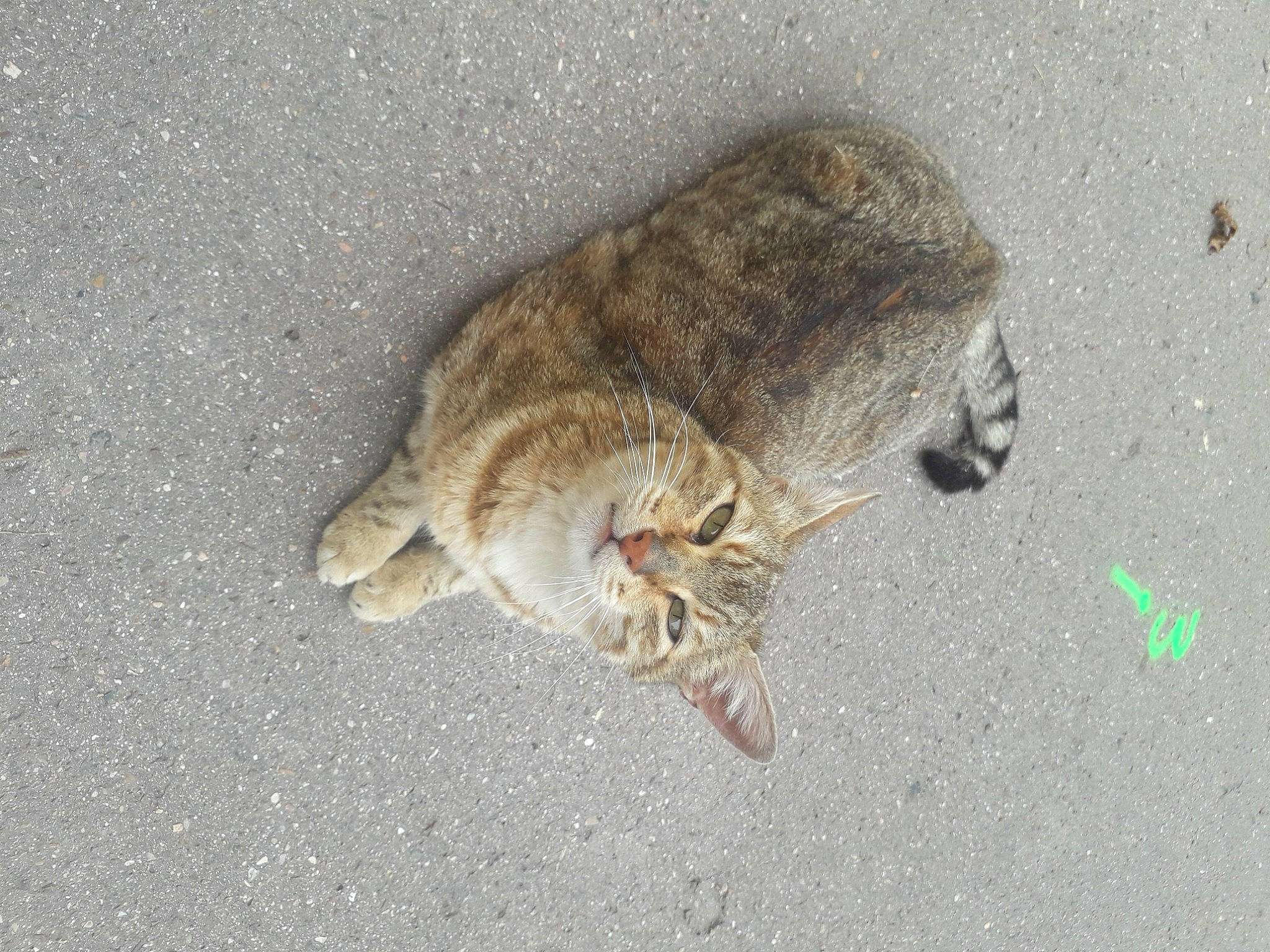 Miel a rejoint le concours — aidez-le/la à gagner de superbes lots ! asphalt, carnivore, cat, claw, domestic_short_haired_cat, felidae, fur, paw, road_surface, small_to_medium_sized_cats, snout, soil, tail, terrestrial_animal, whiskers, wildlife