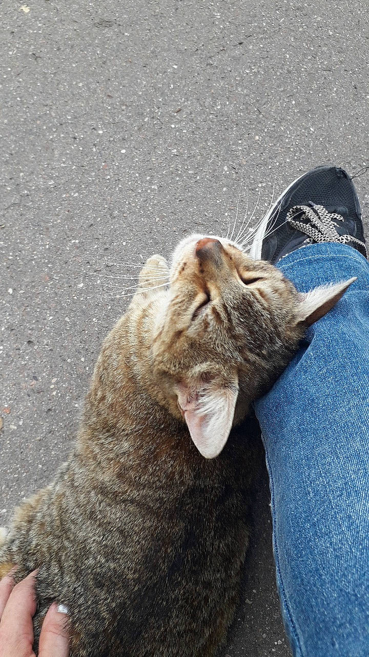 Miel participe au concours pour gagner de l'argent avec cette photo : asphalt, carnivore, cat, claw, domestic_short_haired_cat, felidae, fur, grass, grey, mammal, paw, road_surface, rock, sand, small_to_medium_sized_cats, snout, tail, terrestrial_animal, whiskers, wildlife