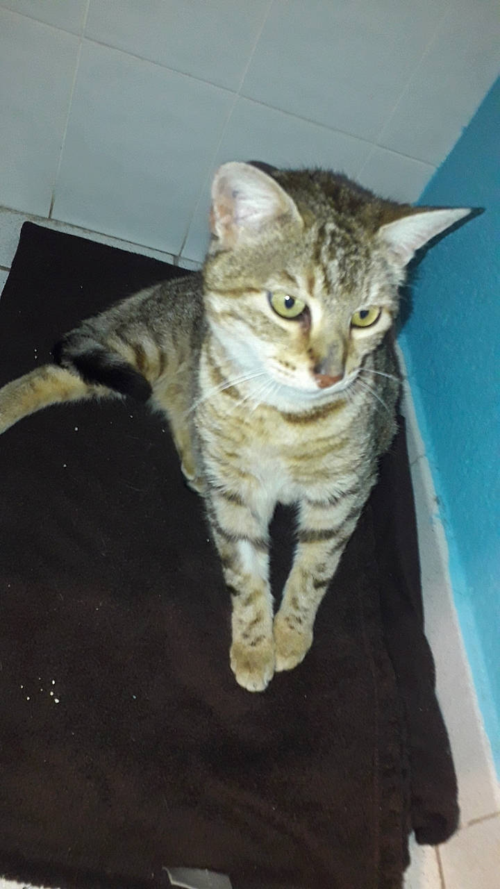 Miel a rejoint le concours — aidez-le/la à gagner de superbes lots ! carnivore, cat, claw, domestic_short_haired_cat, felidae, fur, paw, small_to_medium_sized_cats, tail, terrestrial_animal, whiskers