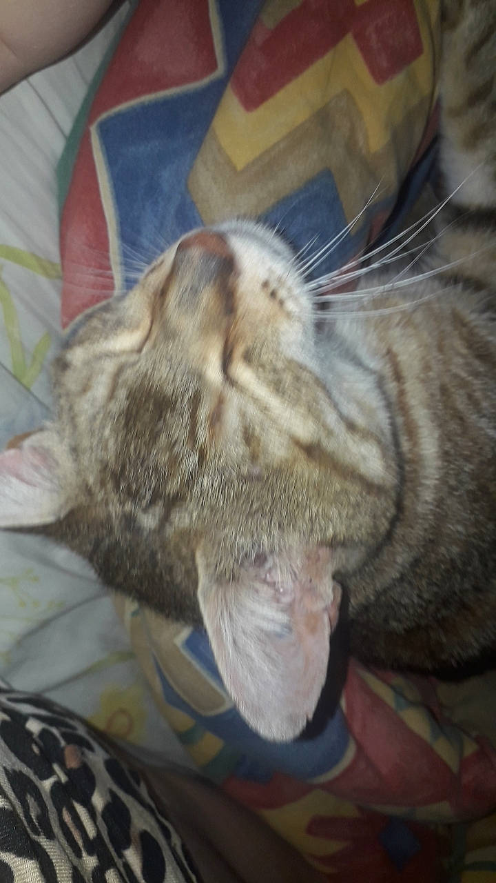 Miel a rejoint le concours — aidez-le/la à gagner de superbes lots ! carnivore, cat, claw, comfort, domestic_short_haired_cat, ear, fawn, felidae, fur, nail, nap, paw, sleep, small_to_medium_sized_cats, snout, tail, terrestrial_animal, vertebrate, whiskers