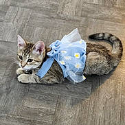 Foxy Ynned joined the competition — help win amazing prizes! animal, blue_dress, cat, collar, curious, cute, daisy, ears, floor, flower_pattern, fur, indoor, kitten, lying_down, pet, small, tabby, tail, whiskers, wooden_floor