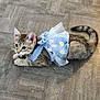 animal, blue_dress, cat, collar, curious, cute, daisy, ears, floor, flower_pattern, fur, indoor, kitten, lying_down, pet, small, tabby, tail, whiskers, wooden_floor