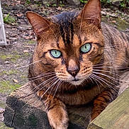 Elvis is registered to the contest to win money with this photo: cat, bengal_cat, animal, pet, outdoor, wood, green_eyes, whiskers, fur, close_up, nature, moss, stone, leaf, resting, feline, wild, intense_gaze, portrait, sharp