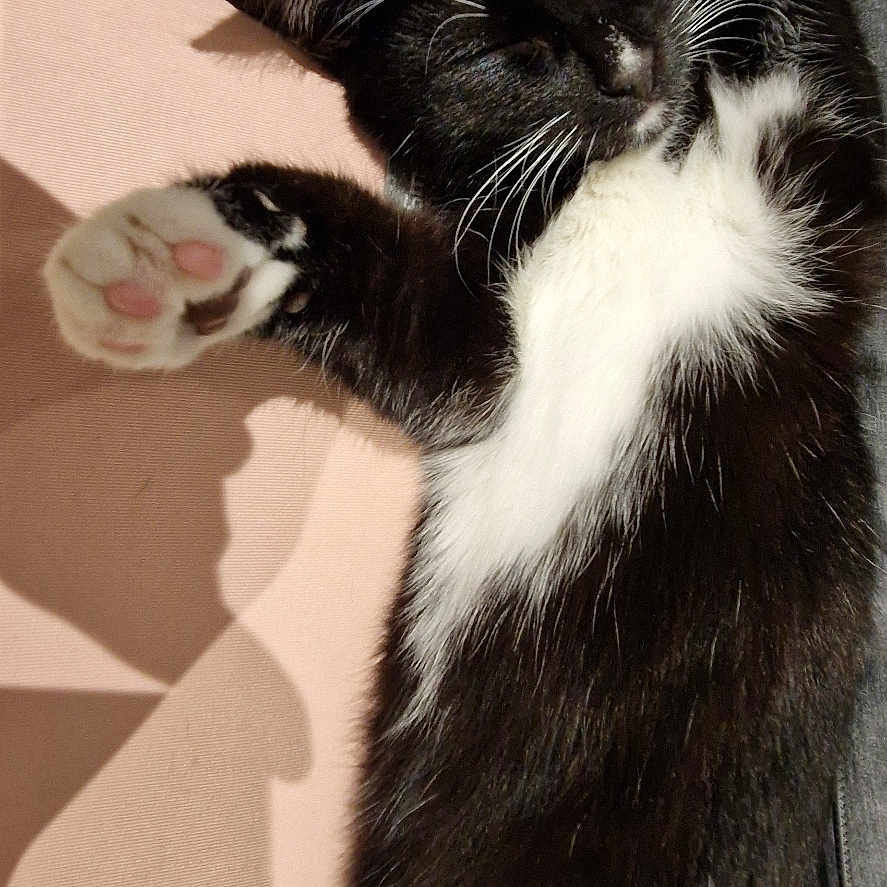 Pingu is registered to the contest to win money with this photo: abyssinian, animal, architecture, armchair, bed, blanket, bodypart, building, cat, chair, couch, electronics, furniture, indoors, kitten, manx, mouth, person, pet, sleeping