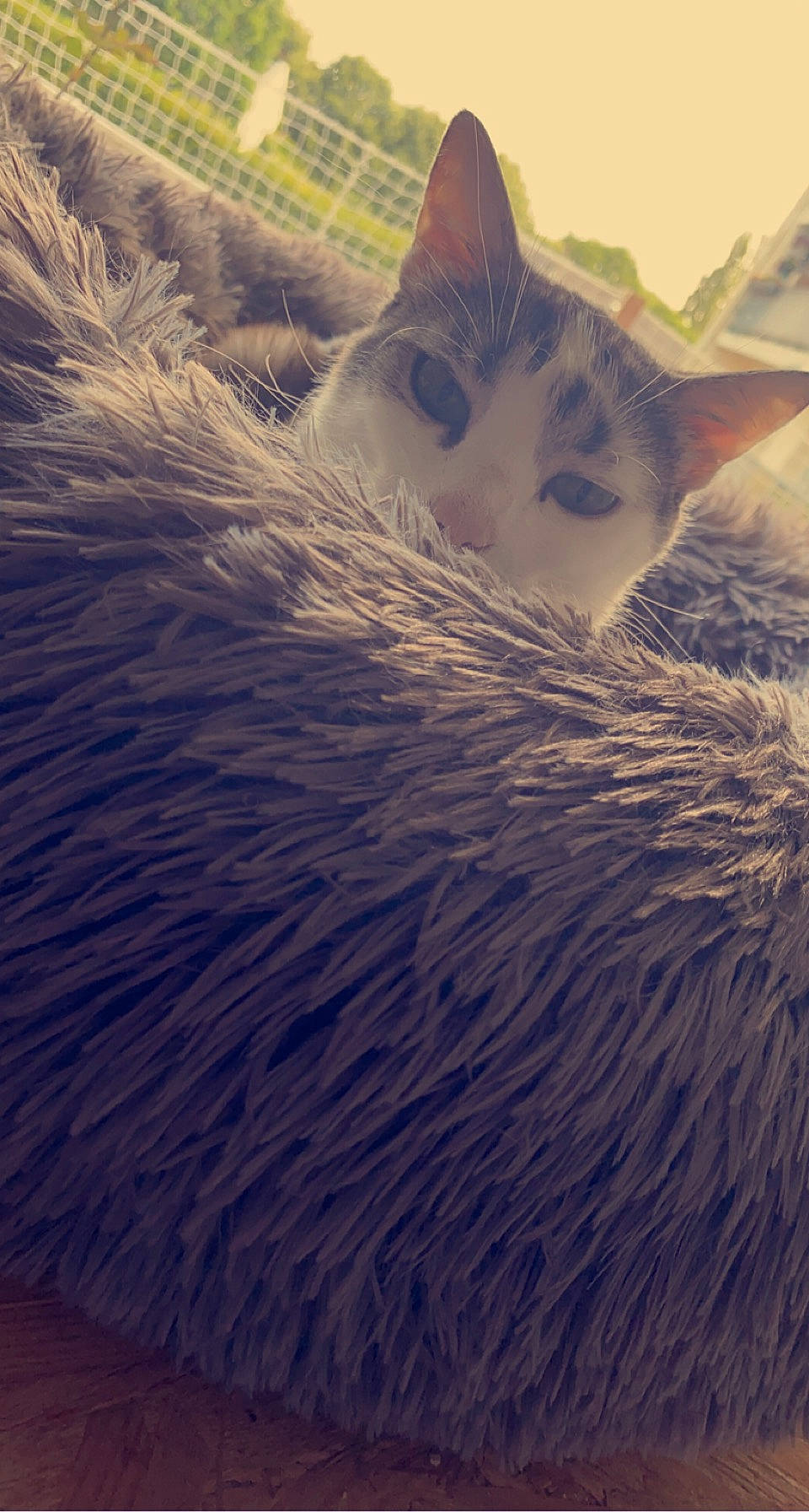 Opium participe au concours pour gagner de l'argent avec cette photo : carnivore, cat, cloud, domestic_short_haired_cat, fawn, felidae, fur, grass, landscape, nap, paw, sky, small_to_medium_sized_cats, snout, sunlight, tail, tree, vertebrate, whiskers, wildlife