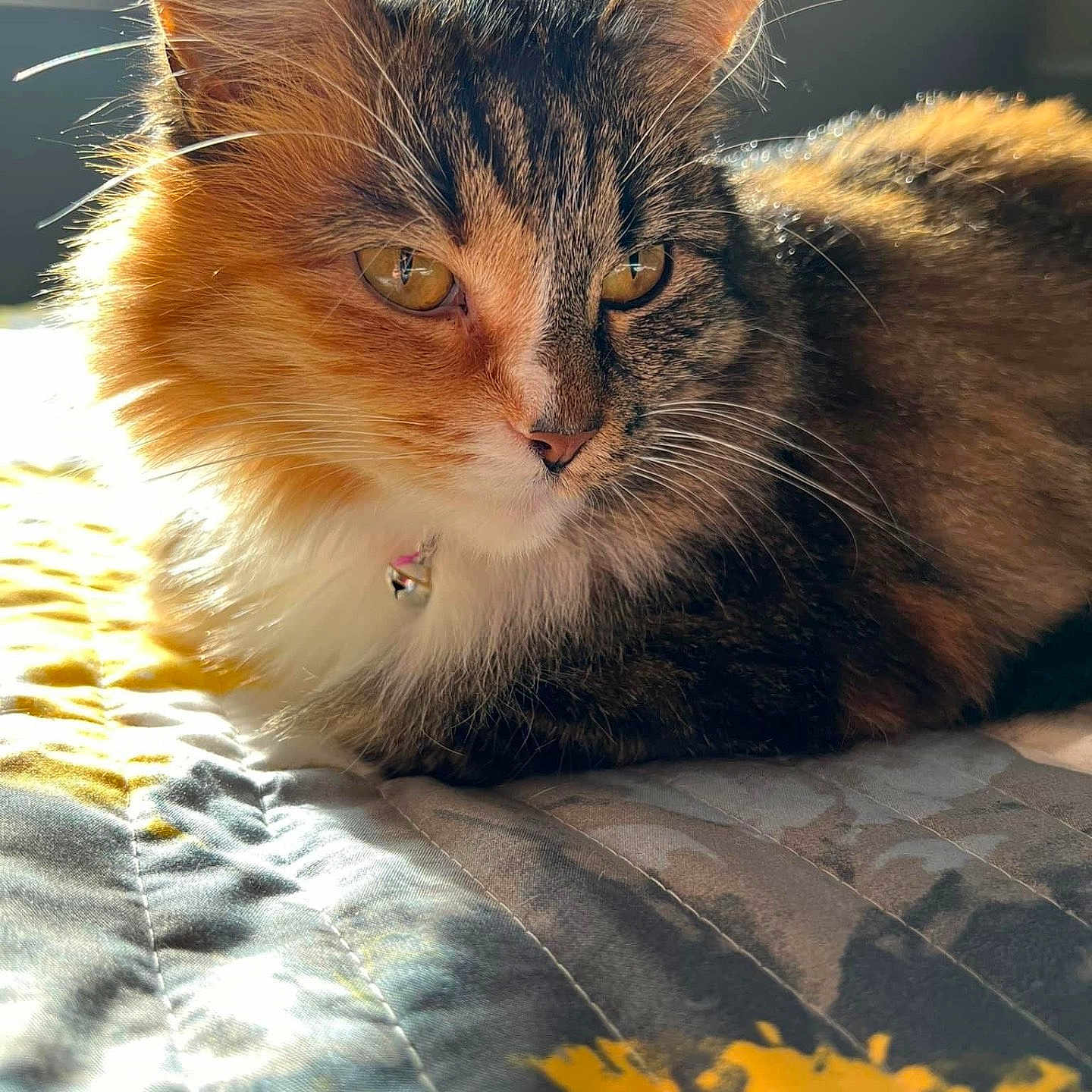Lorelai joined the competition — help win amazing prizes! bedspread, brown, cat, closeup, collar, cozy, ears, feline, fluffy, home, indoor, orange, pet, quilt, relaxed, resting, sunlight, tabby, whiskers, white