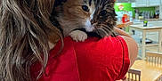Lorelai joined the competition — help win amazing prizes! cat, person, hugging, red_shirt, long_hair, indoor, kitchen, dining_table, chair, wooden_floor, cabinet, light_fixture, pet, cozy, curious_cat, domestic, casual, home, animal, comfort
