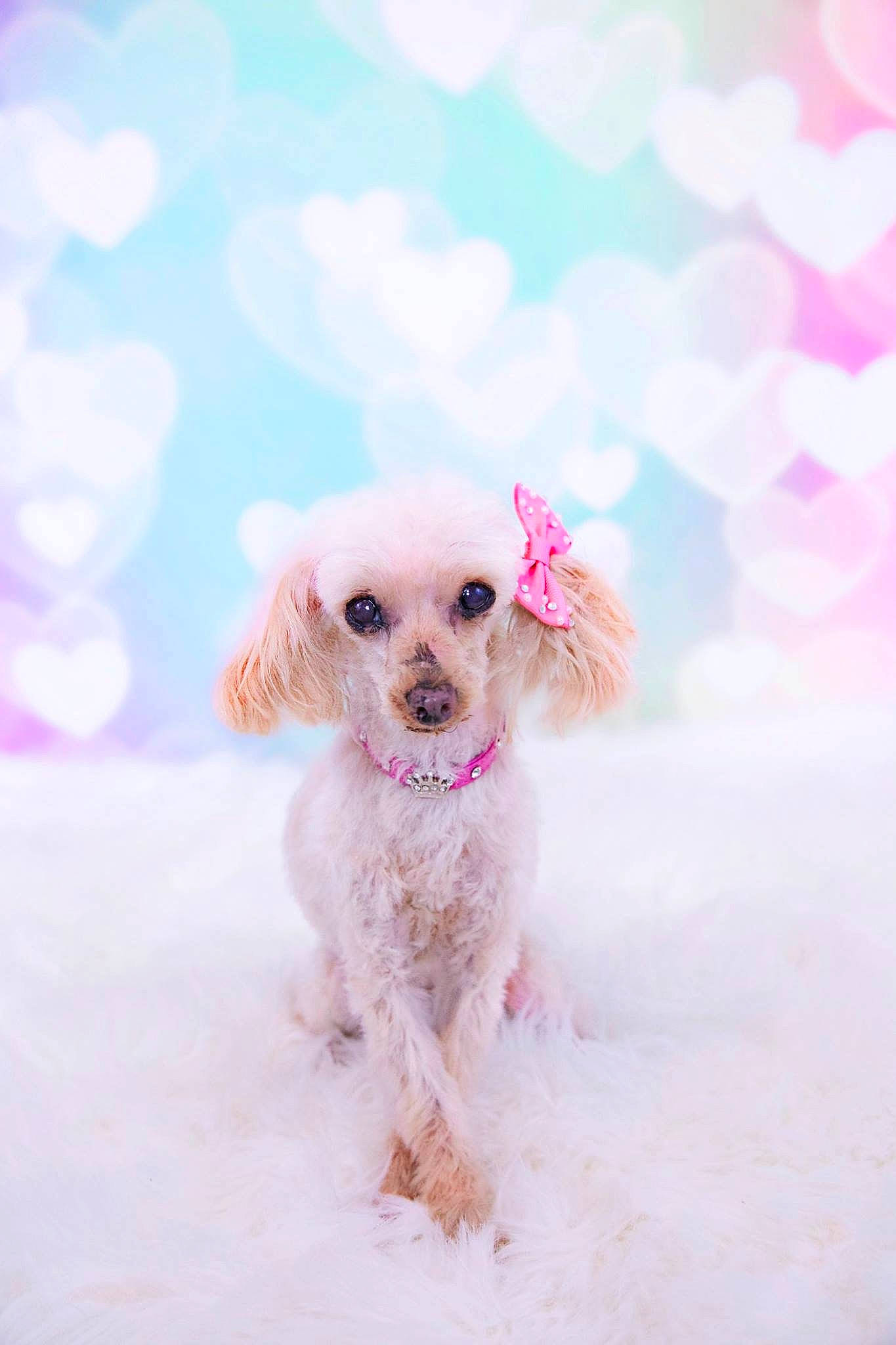 Amber is registered to the contest to win money with this photo: canidae, carnivore, companion_dog, dog, dog_breed, dog_clothes, dog_supply, fawn, freezing, magenta, pink, poodle, snout, snow, sporting_group, sunglasses, terrier, toy_dog, water_dog, winter