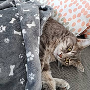 Jacko participe au concours pour gagner de l'argent avec cette photo : animal, blanket, cat, couch, cozy, cute, domestic_cat, feline, fur, gray_cat, indoor, laying_down, paw_print, pet, pillow, polka_dot, relaxed, resting, tabby, whiskers