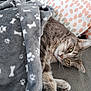 animal, blanket, cat, couch, cozy, cute, domestic_cat, feline, fur, gray_cat, indoor, laying_down, paw_print, pet, pillow, polka_dot, relaxed, resting, tabby, whiskers