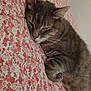 Jacko participe au concours pour gagner de l'argent avec cette photo : animal, blanket, cat, closeup, cozy, cute, cute_pet, domestic_cat, feline, floral_pattern, fur, indoor, mammal, peaceful, pet, relaxed, resting, sleeping, tabby, whiskers